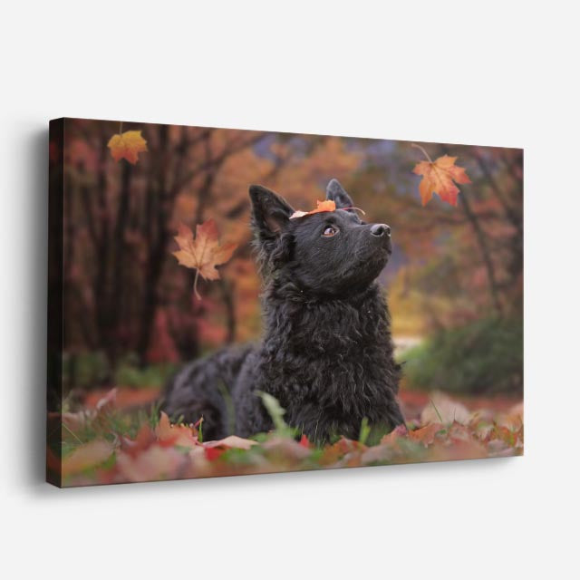 cuadro canvas mascotas bosque de otoño horizontal