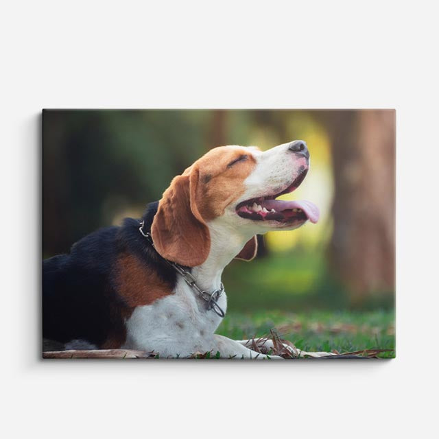 cuadro canvas mascotas brisa beagle horizontal