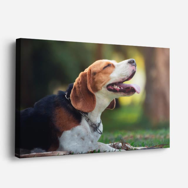cuadro canvas mascotas brisa beagle horizontal