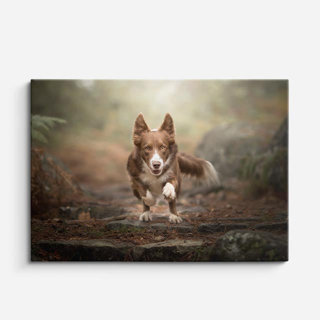 cuadro canvas mascotas carrera corgi horizontal