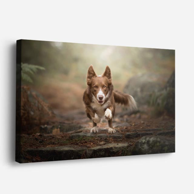 cuadro canvas mascotas carrera corgi horizontal
