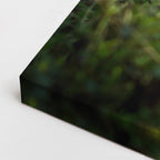 cuadro canvas mascotas explorador silvestre horizontal