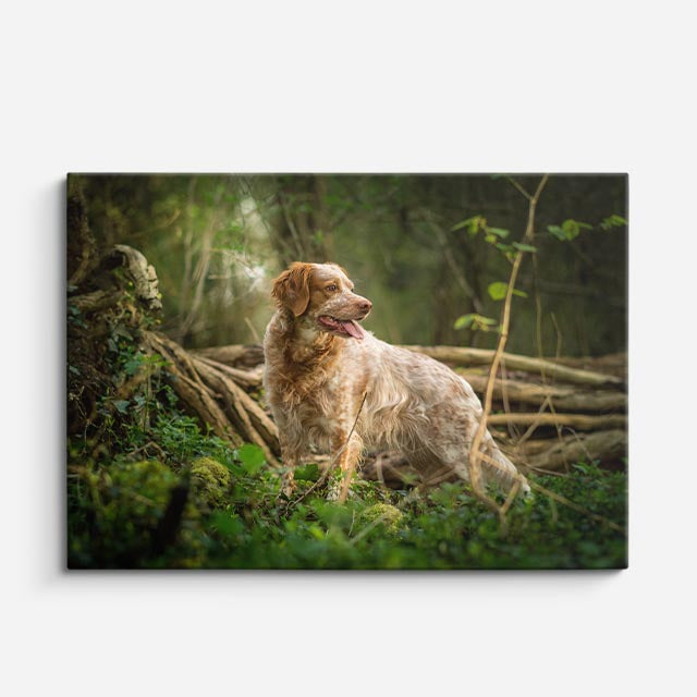 cuadro canvas mascotas explorador silvestre horizontal