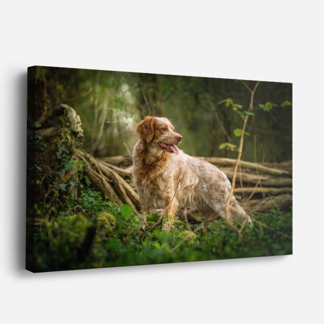cuadro canvas mascotas explorador silvestre horizontal