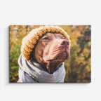 cuadro canvas mascotas invierno noble horizontal