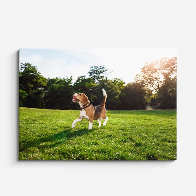cuadro canvas mascotas salto solar horizontal