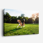 cuadro canvas mascotas salto solar horizontal