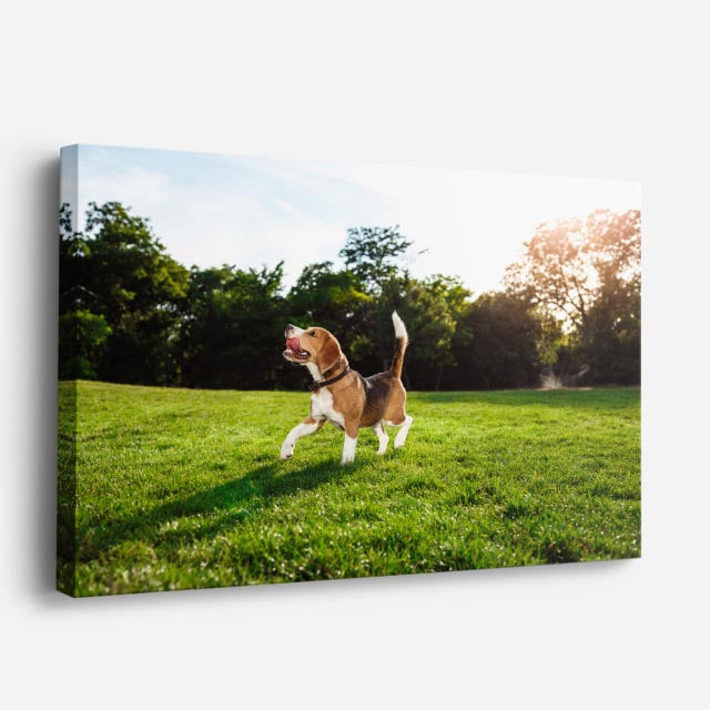 cuadro canvas mascotas salto solar horizontal