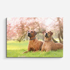 cuadro canvas mascotas dúo campestre horizontal