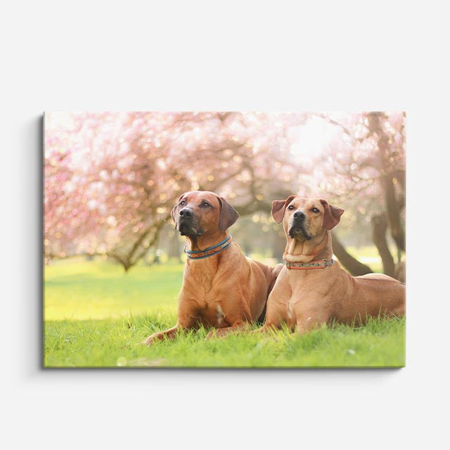 cuadro canvas mascotas dúo campestre horizontal