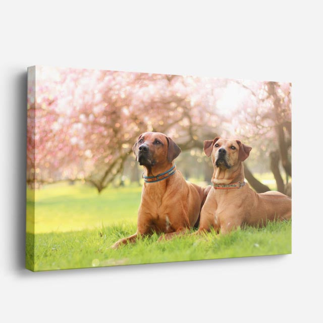 cuadro canvas mascotas dúo campestre horizontal