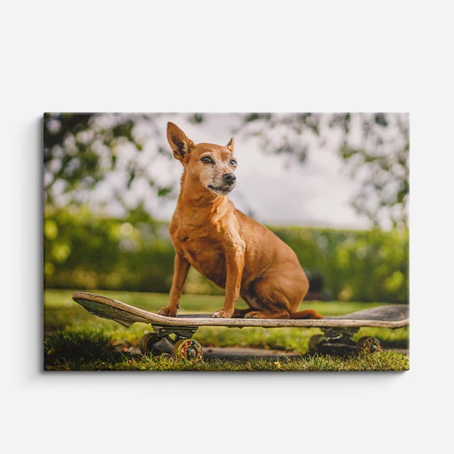 cuadro canvas mascotas reina patineta horizontal