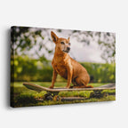 cuadro canvas mascotas reina patineta horizontal