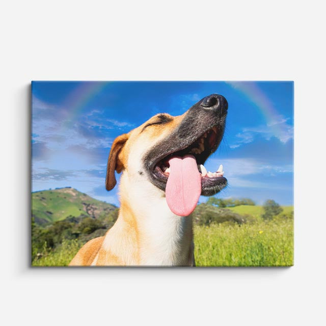 cuadro canvas mascotas arco feliz horizontal