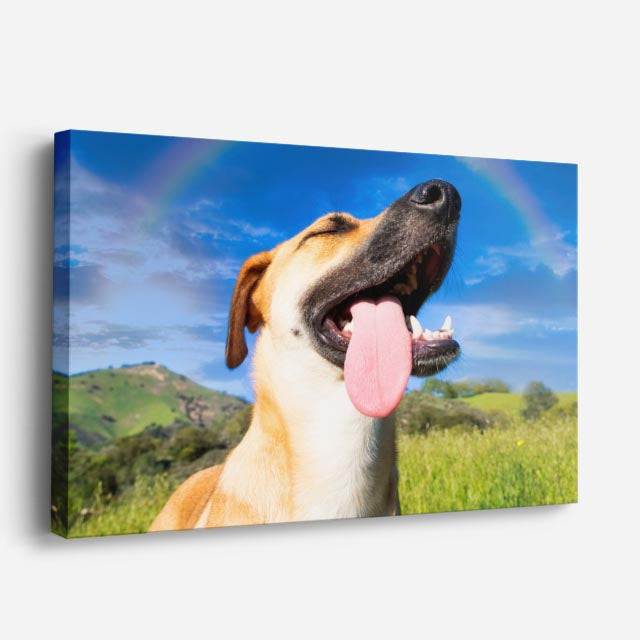 cuadro canvas mascotas arco feliz horizontal