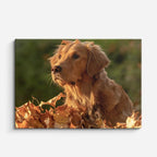 cuadro canvas mascotas hojas doradas horizontal