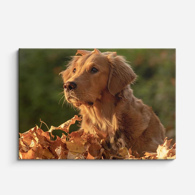 cuadro canvas mascotas hojas doradas horizontal