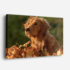 cuadro canvas mascotas hojas doradas horizontal