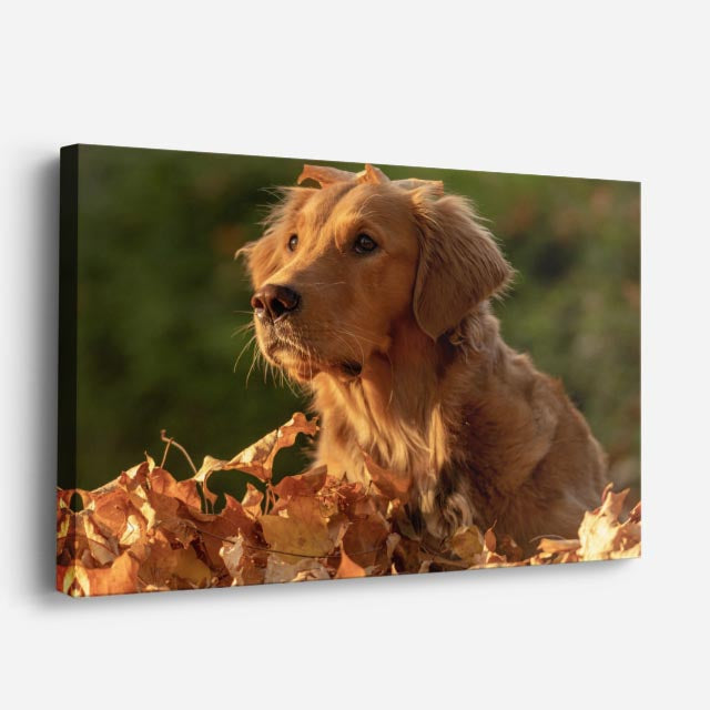 cuadro canvas mascotas hojas doradas horizontal