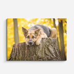 cuadro canvas mascotas sueño dorado horizontal