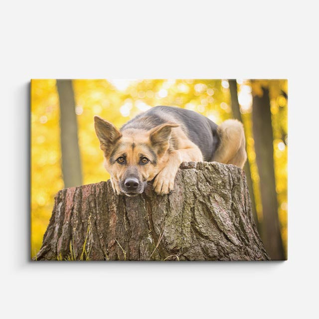 cuadro canvas mascotas sueño dorado horizontal