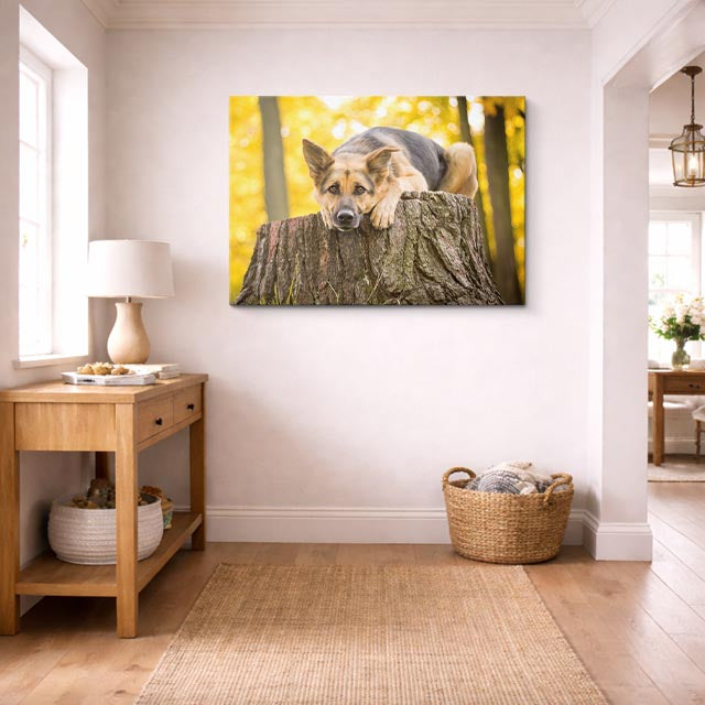 cuadro canvas mascotas sueño dorado horizontal
