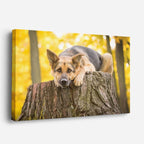 cuadro canvas mascotas sueño dorado horizontal