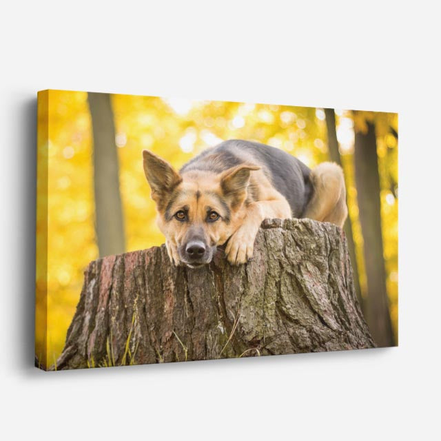 cuadro canvas mascotas sueño dorado horizontal