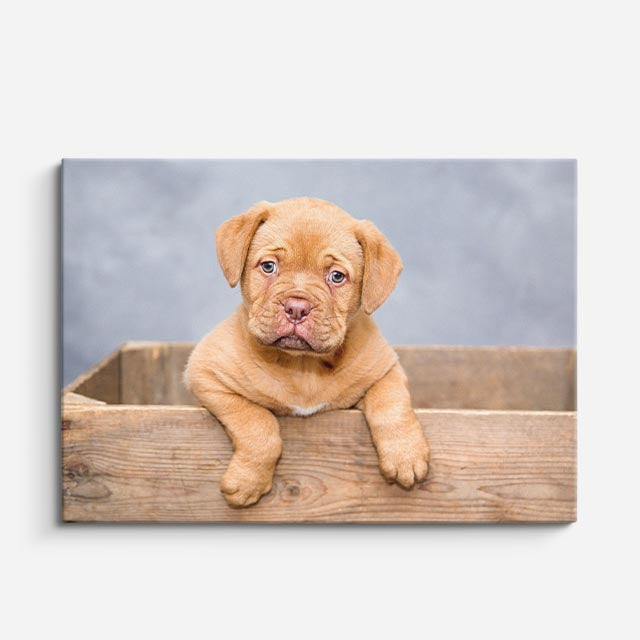 cuadro canvas mascotas cachorro miel horizontal