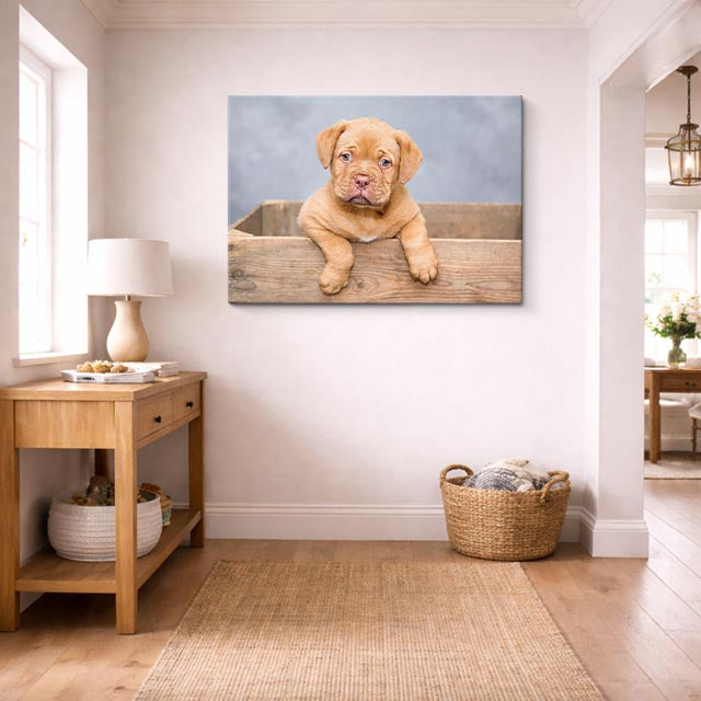 cuadro canvas mascotas cachorro miel horizontal