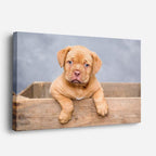 cuadro canvas mascotas cachorro miel horizontal