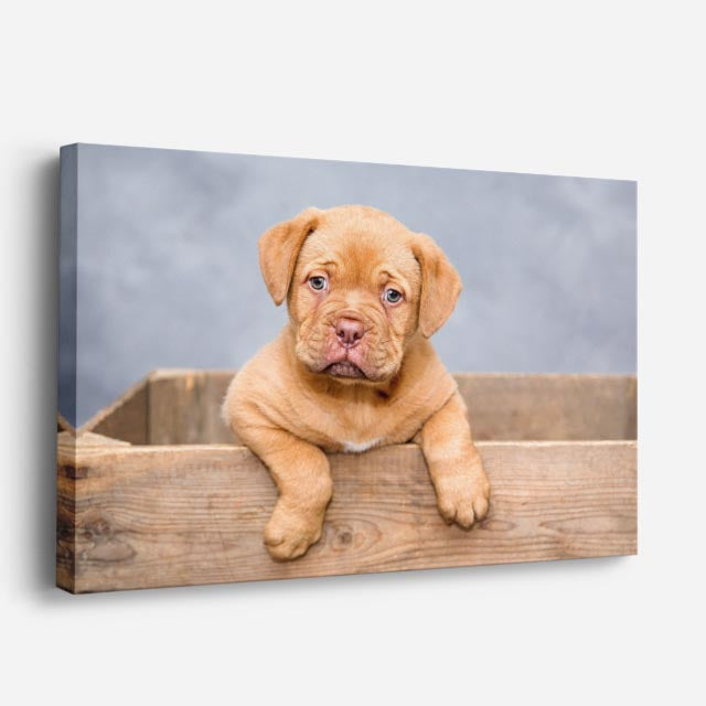 cuadro canvas mascotas cachorro miel horizontal