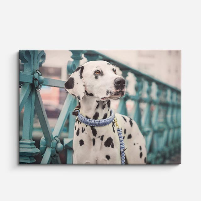 cuadro canvas mascotas dalmata urbano horizontal