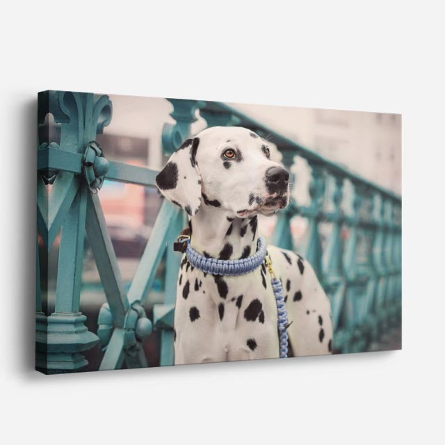 cuadro canvas mascotas dalmata urbano horizontal