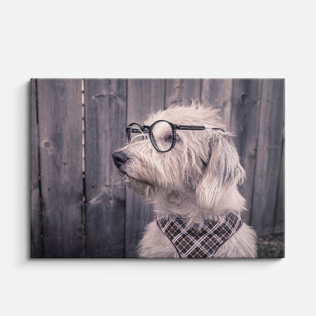 cuadro canvas mascotas intelectual gris horizontal
