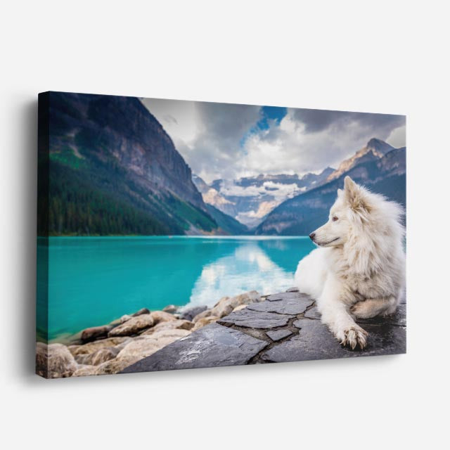 cuadro canvas mascotas samoyedo alpino horizontal