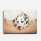 cuadro canvas mascotas dalmata serena horizontal