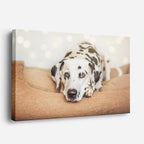 cuadro canvas mascotas dalmata serena horizontal