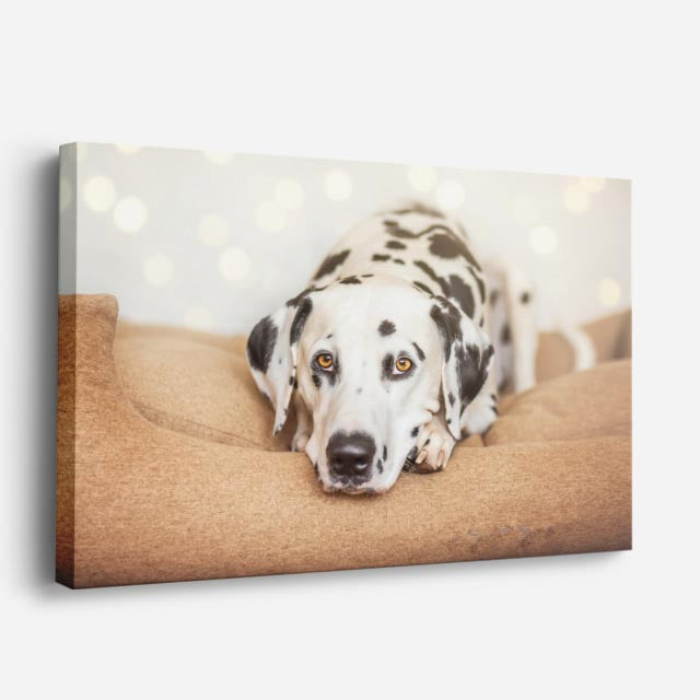cuadro canvas mascotas dalmata serena horizontal