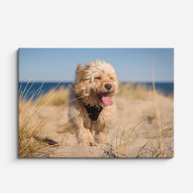 cuadro canvas mascotas brisa marina horizontal