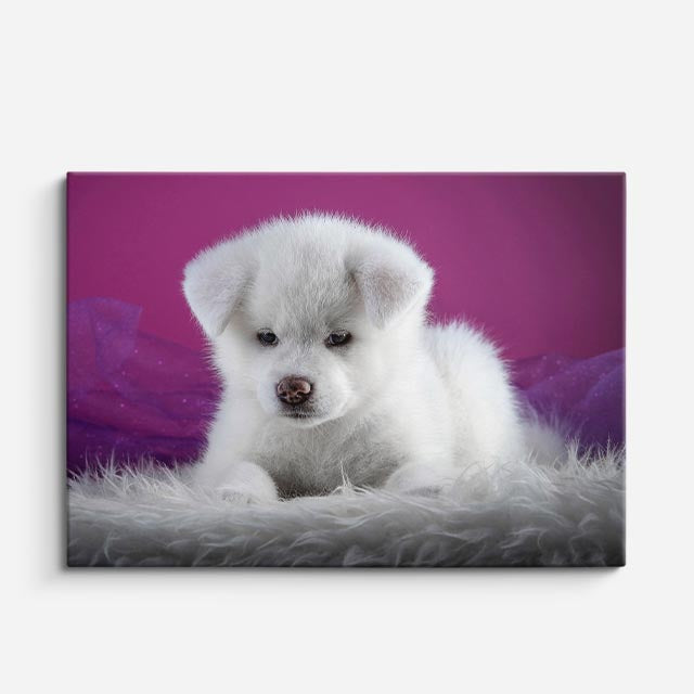 cuadro canvas mascotas nube violeta horizontal