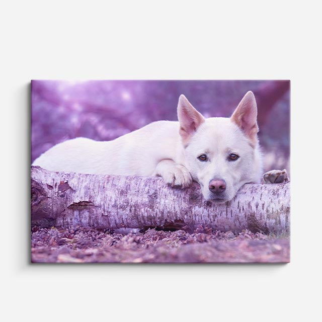 cuadro canvas mascotas siesta lavanda horizontal
