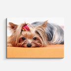 cuadro canvas mascotas mini diva horizontal