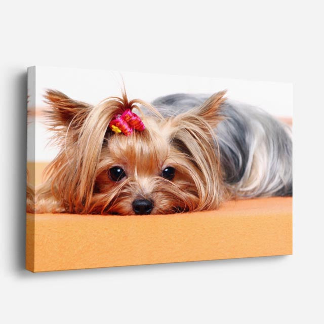 cuadro canvas mascotas mini diva horizontal