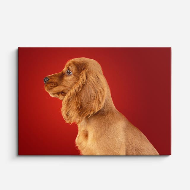 cuadro canvas mascotas perfil escarlata horizontal