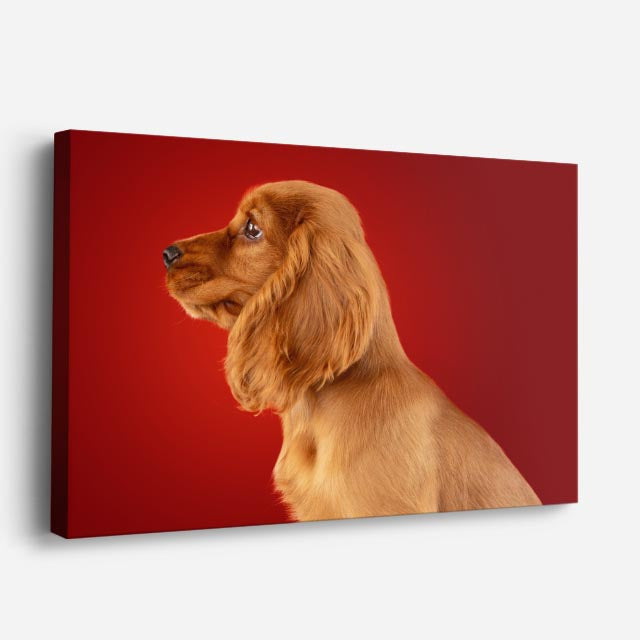 cuadro canvas mascotas perfil escarlata horizontal