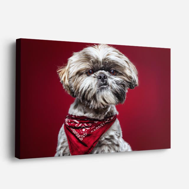 cuadro canvas mascotas pañuelo carmesí horizontal
