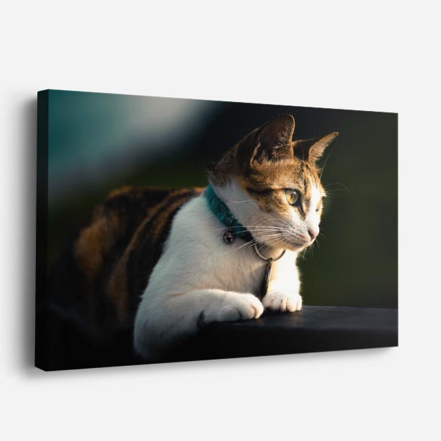 cuadro canvas mascotas luz del balcón horizontal