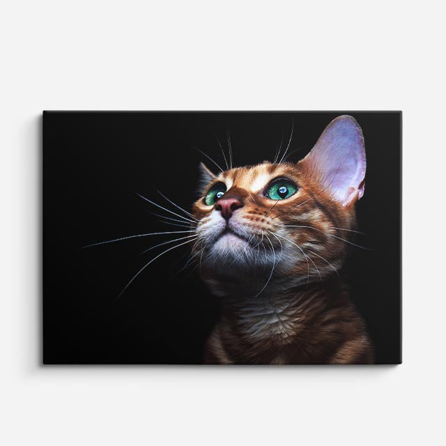 cuadro canvas mascotas mirada esmeralda horizontal