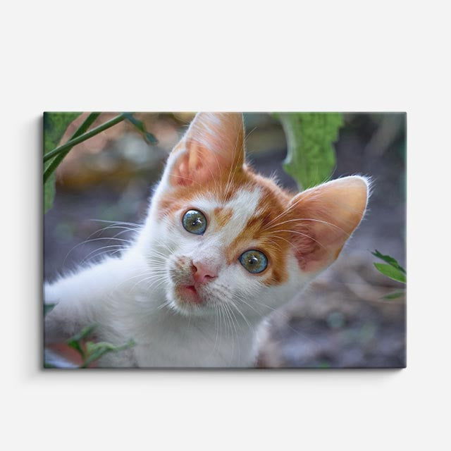 cuadro canvas mascotas curiosidad naranja horizontal